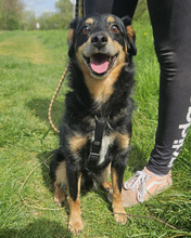 FLORIAN, Hund, Mischlingshund in Kroatien - Bild 13