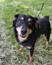 FLORIAN, Hund, Mischlingshund in Kroatien - Bild 14