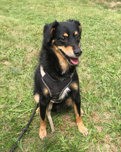 FLORIAN, Hund, Mischlingshund in Kroatien - Bild 15