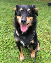 FLORIAN, Hund, Mischlingshund in Kroatien - Bild 16
