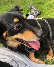 FLORIAN, Hund, Mischlingshund in Kroatien - Bild 17