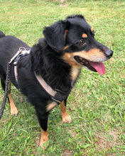 FLORIAN, Hund, Mischlingshund in Kroatien - Bild 9