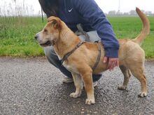 NATALIE, Hund, Shar Pei-Mix in Ungarn - Bild 14
