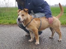 NATALIE, Hund, Shar Pei-Mix in Ungarn - Bild 15