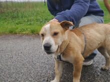 NATALIE, Hund, Shar Pei-Mix in Ungarn - Bild 16