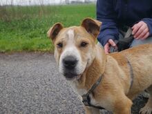 NATALIE, Hund, Shar Pei-Mix in Ungarn - Bild 18