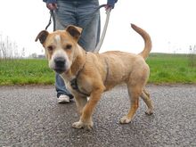 NATALIE, Hund, Shar Pei-Mix in Ungarn - Bild 19