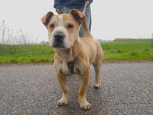 NATALIE, Hund, Shar Pei-Mix in Ungarn - Bild 20