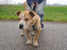NATALIE, Hund, Shar Pei-Mix in Ungarn - Bild 21