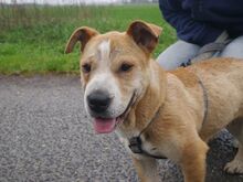 NATALIE, Hund, Shar Pei-Mix in Ungarn - Bild 22