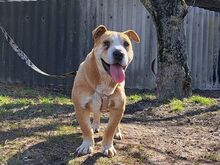 NATALIE, Hund, Shar Pei-Mix in Ungarn - Bild 23
