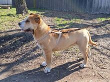 NATALIE, Hund, Shar Pei-Mix in Ungarn - Bild 24