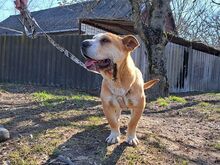 NATALIE, Hund, Shar Pei-Mix in Ungarn - Bild 25