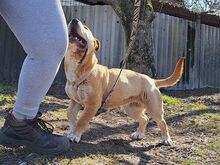 NATALIE, Hund, Shar Pei-Mix in Ungarn - Bild 26