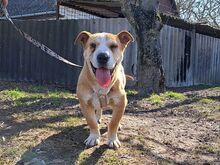 NATALIE, Hund, Shar Pei-Mix in Ungarn - Bild 27