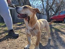 NATALIE, Hund, Shar Pei-Mix in Ungarn - Bild 28