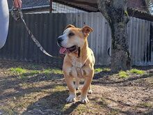 NATALIE, Hund, Shar Pei-Mix in Ungarn - Bild 29