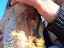 NATALIE, Hund, Shar Pei-Mix in Ungarn - Bild 31