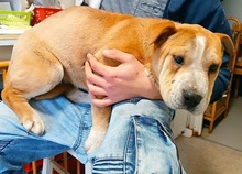 NATALIE, Hund, Shar Pei-Mix in Ungarn - Bild 32