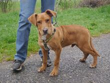 ARON, Hund, Mischlingshund in Ungarn