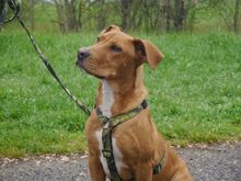 ARON, Hund, Mischlingshund in Ungarn - Bild 10