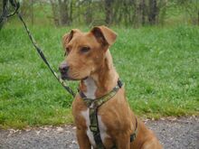 ARON, Hund, Mischlingshund in Ungarn - Bild 11