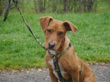 ARON, Hund, Mischlingshund in Ungarn - Bild 12