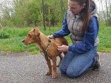 ARON, Hund, Mischlingshund in Ungarn - Bild 13