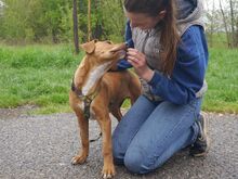ARON, Hund, Mischlingshund in Ungarn - Bild 14