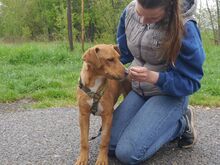 ARON, Hund, Mischlingshund in Ungarn - Bild 15