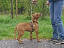 ARON, Hund, Mischlingshund in Ungarn - Bild 16
