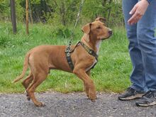 ARON, Hund, Mischlingshund in Ungarn - Bild 17