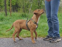 ARON, Hund, Mischlingshund in Ungarn - Bild 18