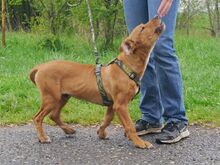 ARON, Hund, Mischlingshund in Ungarn - Bild 19
