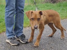 ARON, Hund, Mischlingshund in Ungarn - Bild 2