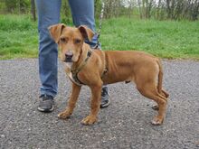 ARON, Hund, Mischlingshund in Ungarn - Bild 20