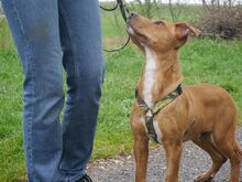 ARON, Hund, Mischlingshund in Ungarn - Bild 21
