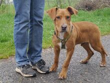 ARON, Hund, Mischlingshund in Ungarn - Bild 23