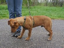 ARON, Hund, Mischlingshund in Ungarn - Bild 24