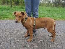 ARON, Hund, Mischlingshund in Ungarn - Bild 25