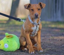 ARON, Hund, Mischlingshund in Ungarn - Bild 26
