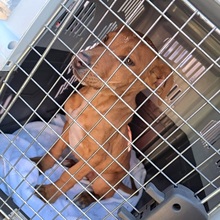 ARON, Hund, Mischlingshund in Ungarn - Bild 27
