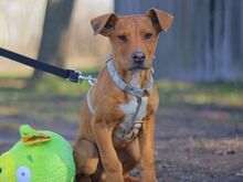 ARON, Hund, Mischlingshund in Ungarn - Bild 28