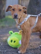 ARON, Hund, Mischlingshund in Ungarn - Bild 29