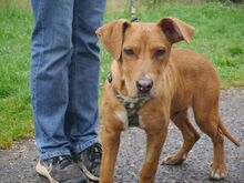 ARON, Hund, Mischlingshund in Ungarn - Bild 3
