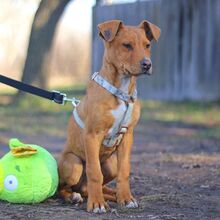 ARON, Hund, Mischlingshund in Ungarn - Bild 30