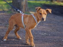 ARON, Hund, Mischlingshund in Ungarn - Bild 31