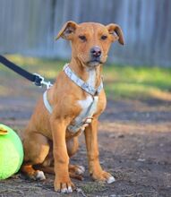 ARON, Hund, Mischlingshund in Ungarn - Bild 32