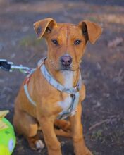 ARON, Hund, Mischlingshund in Ungarn - Bild 33