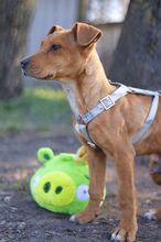 ARON, Hund, Mischlingshund in Ungarn - Bild 34